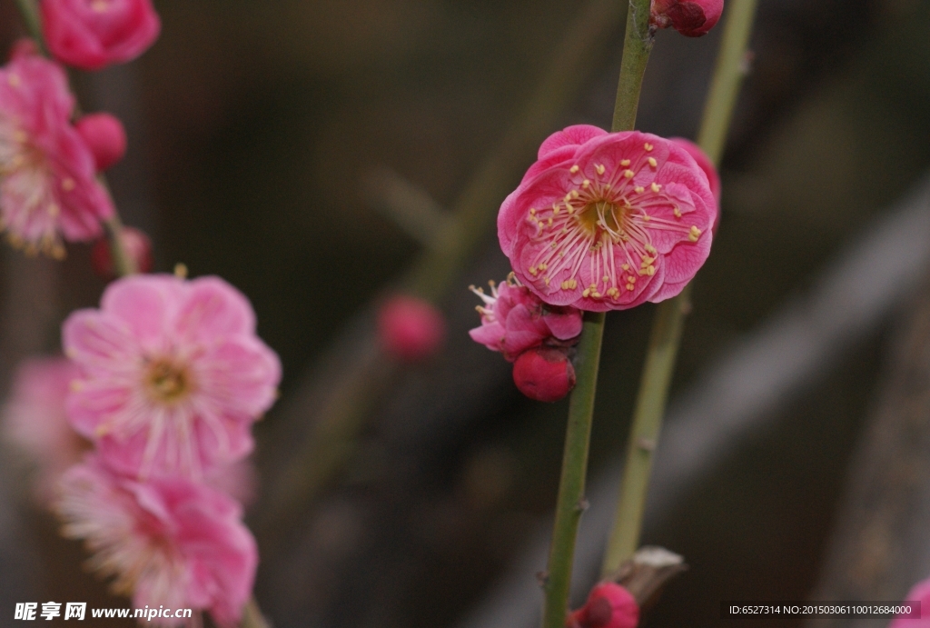 红梅花