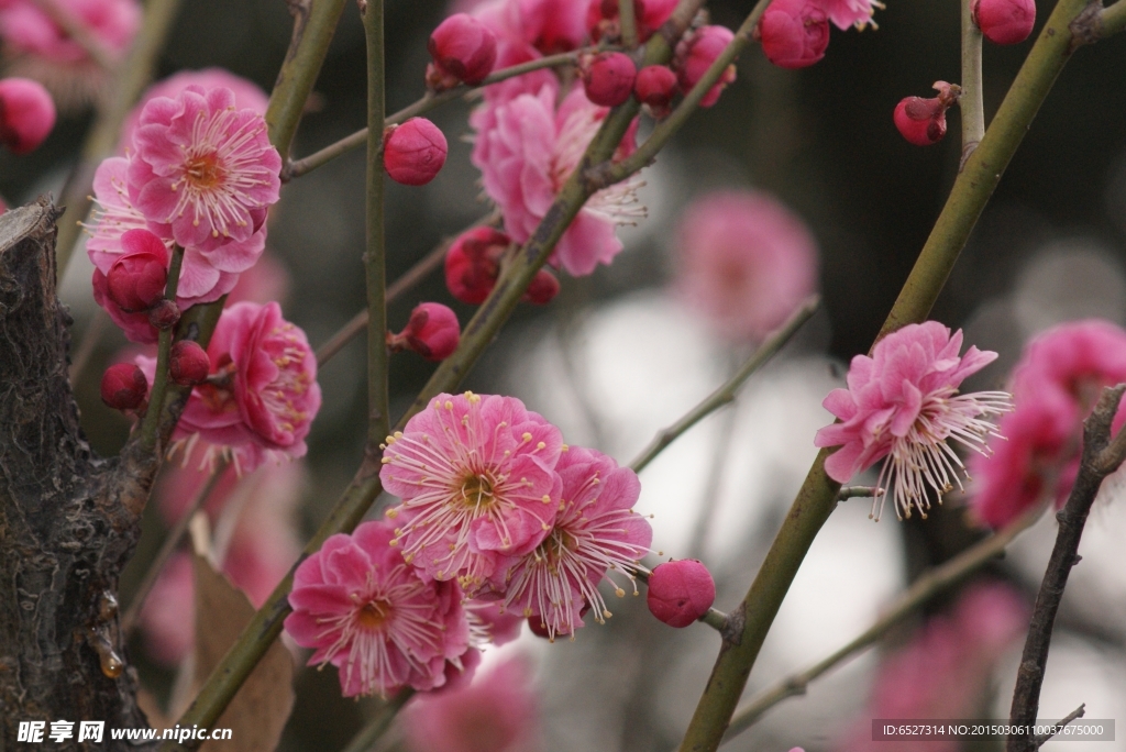 红梅花