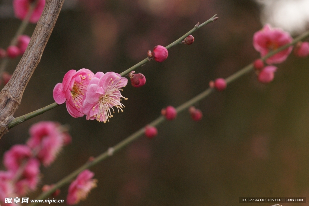 红梅花