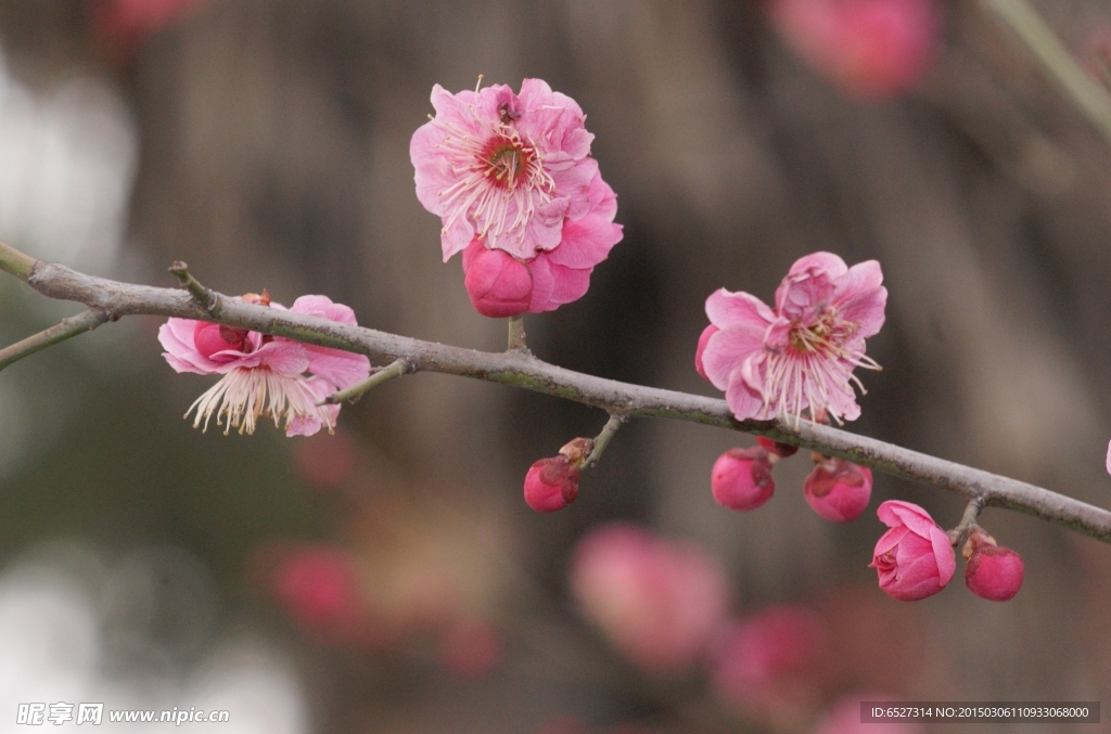 红梅花