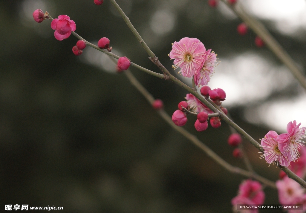 红梅花