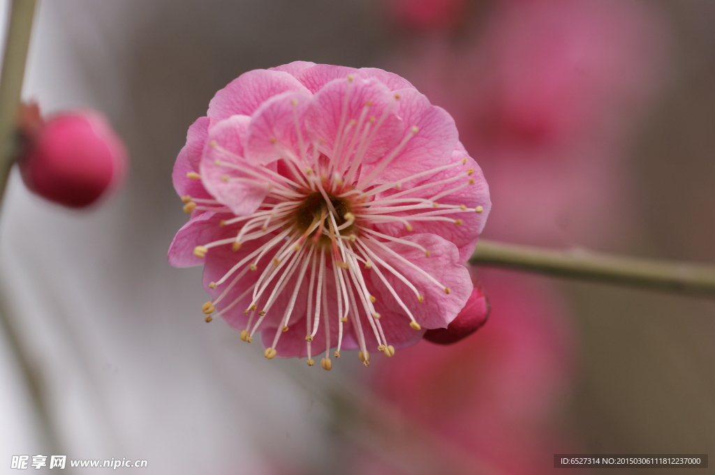 红梅花