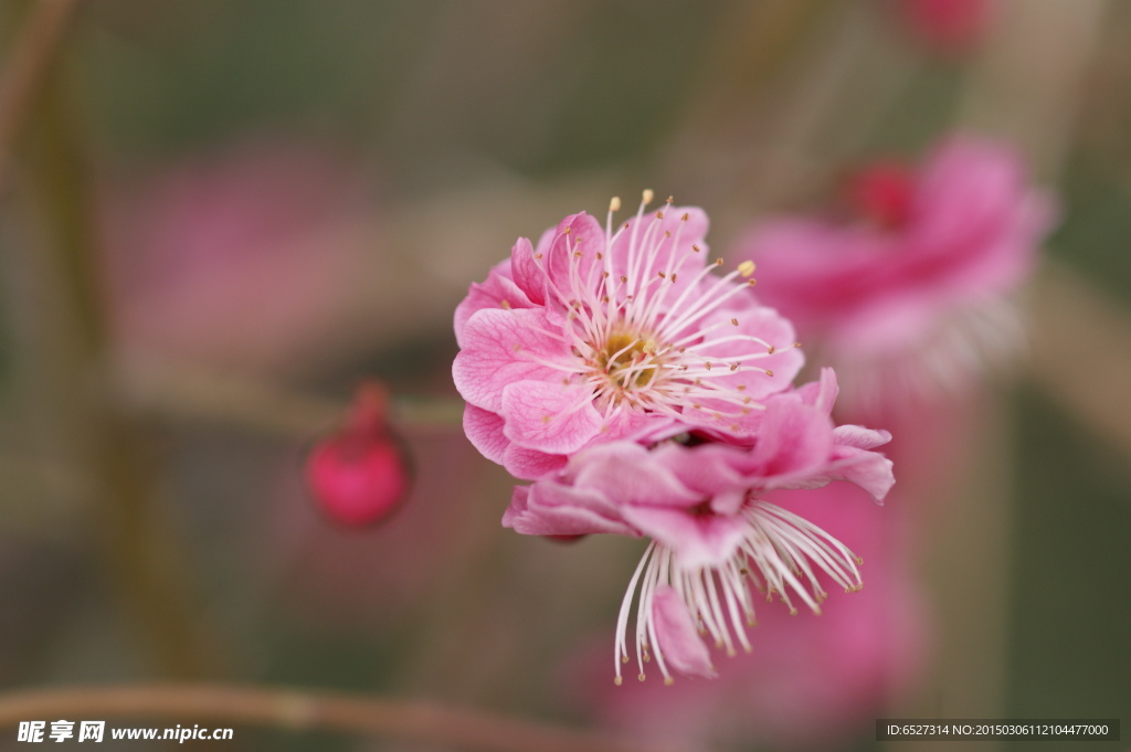 红梅花