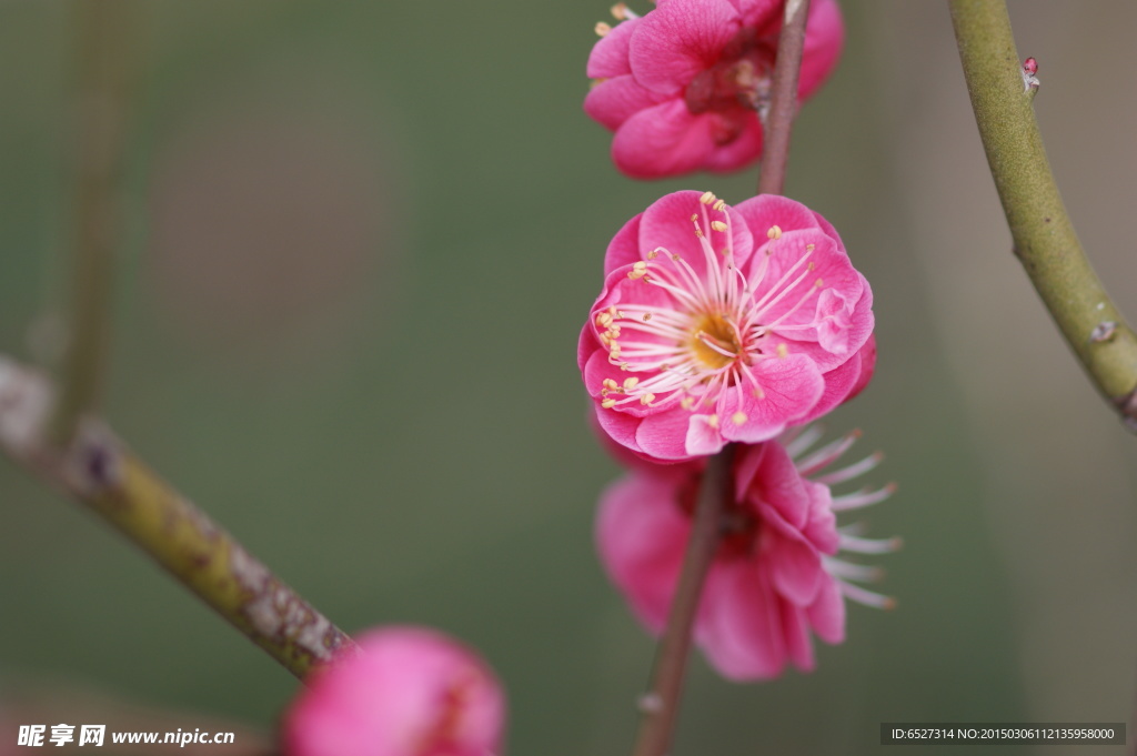 红梅花