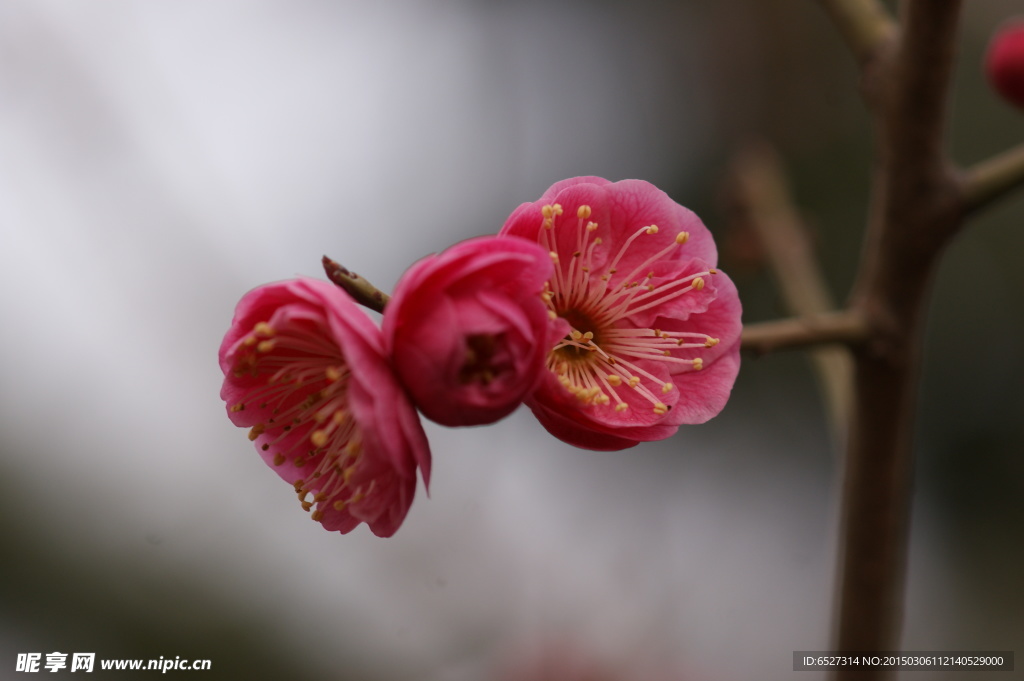 红梅花