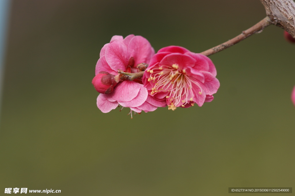 红梅花