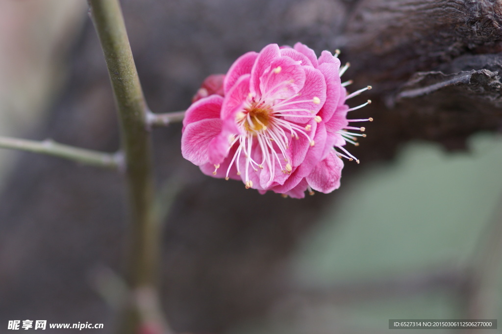 红梅花