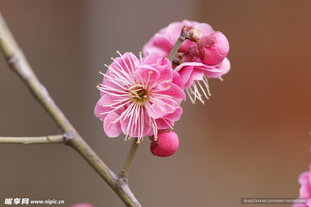 红梅花