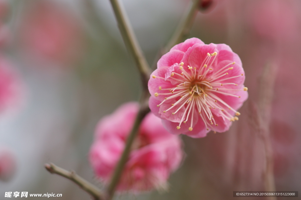 红梅花