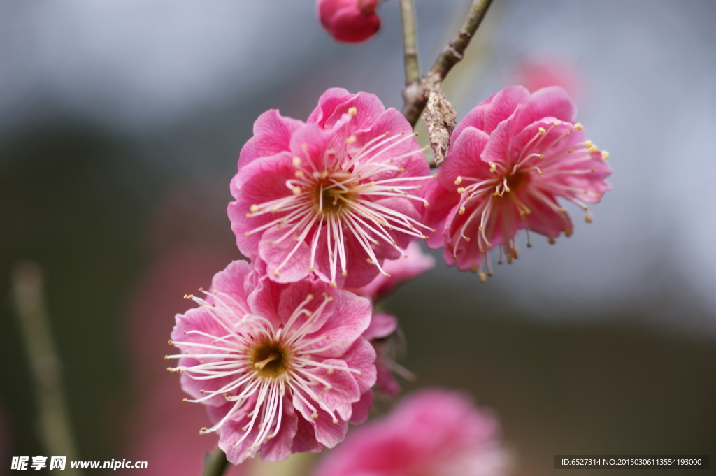 红梅花
