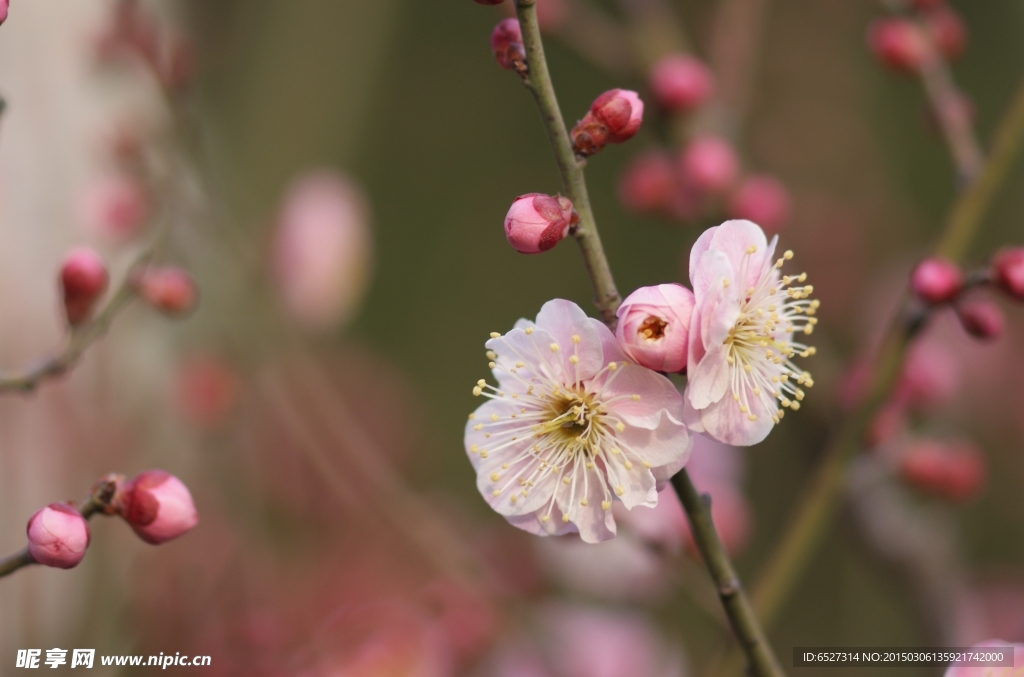 粉红梅花