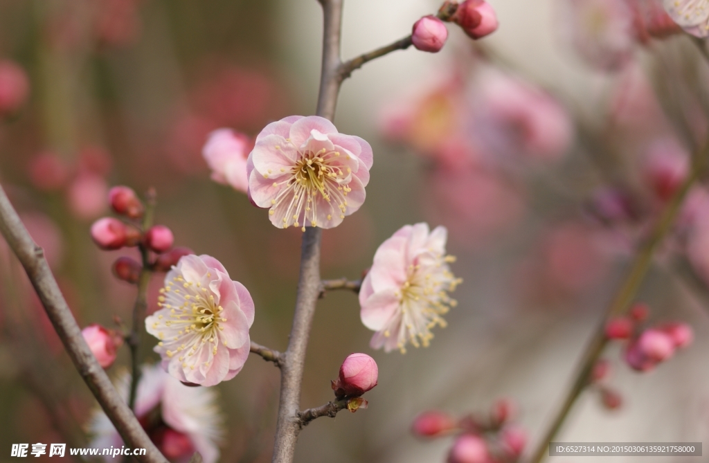 粉红梅花