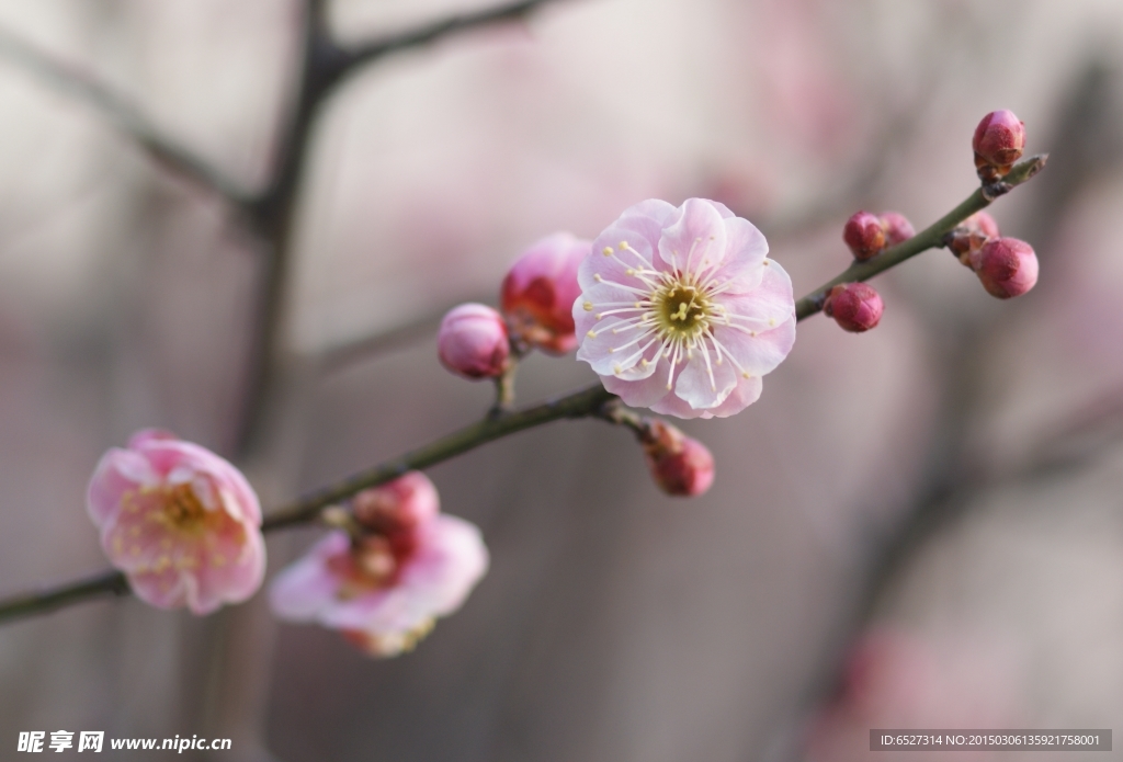 粉红梅花