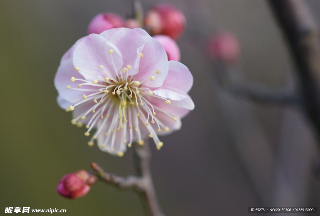 粉红梅花