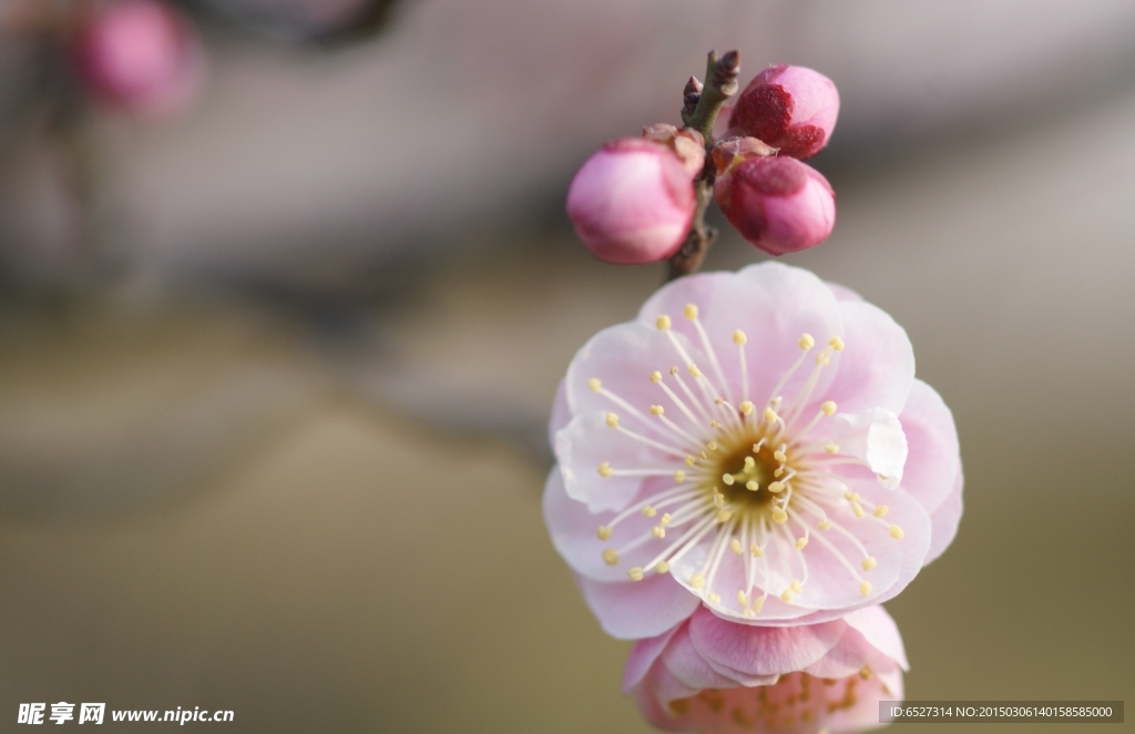 粉红梅花