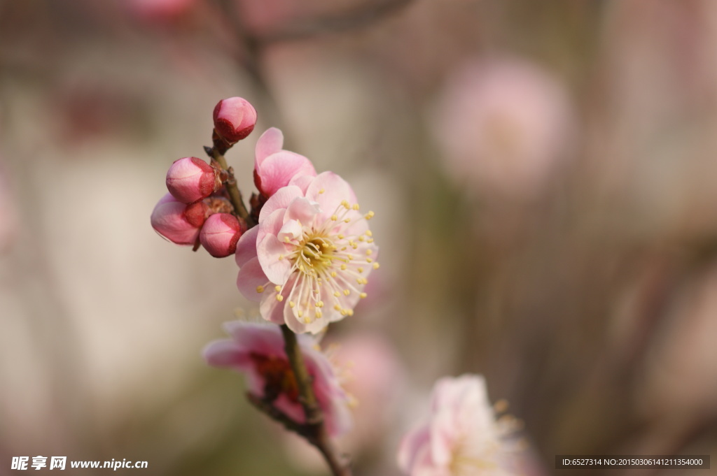 粉红梅花