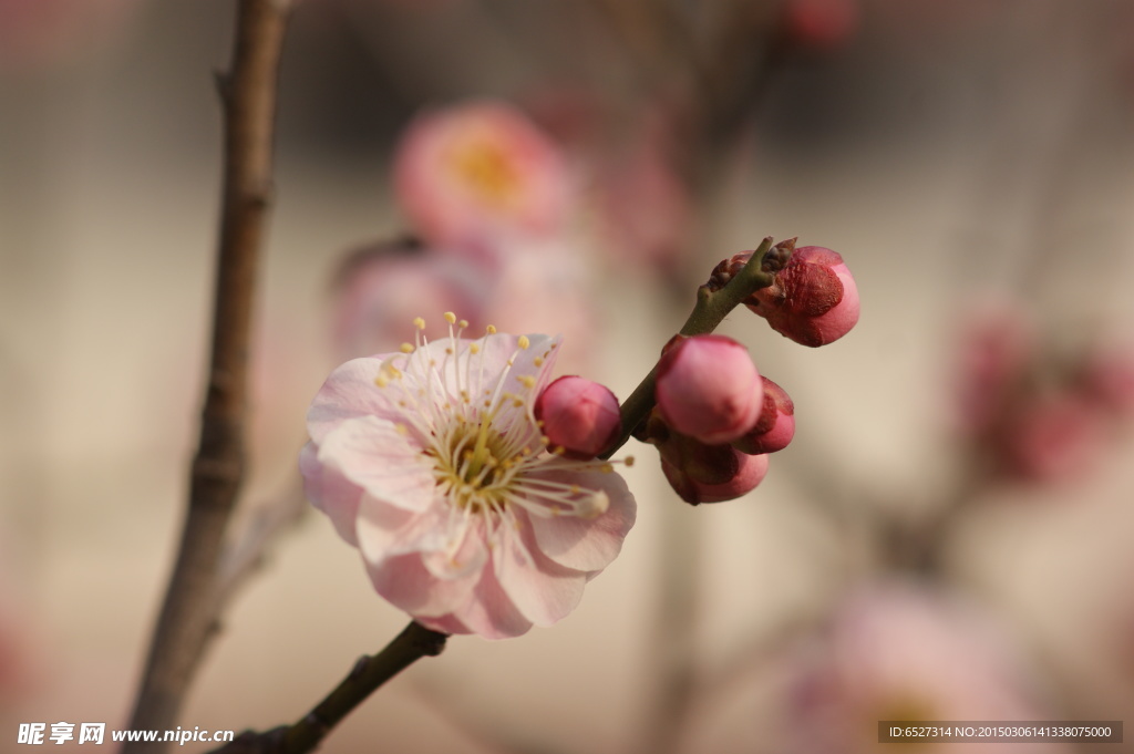 粉红梅花