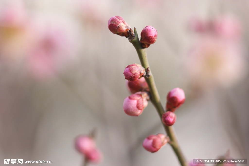 粉红梅花