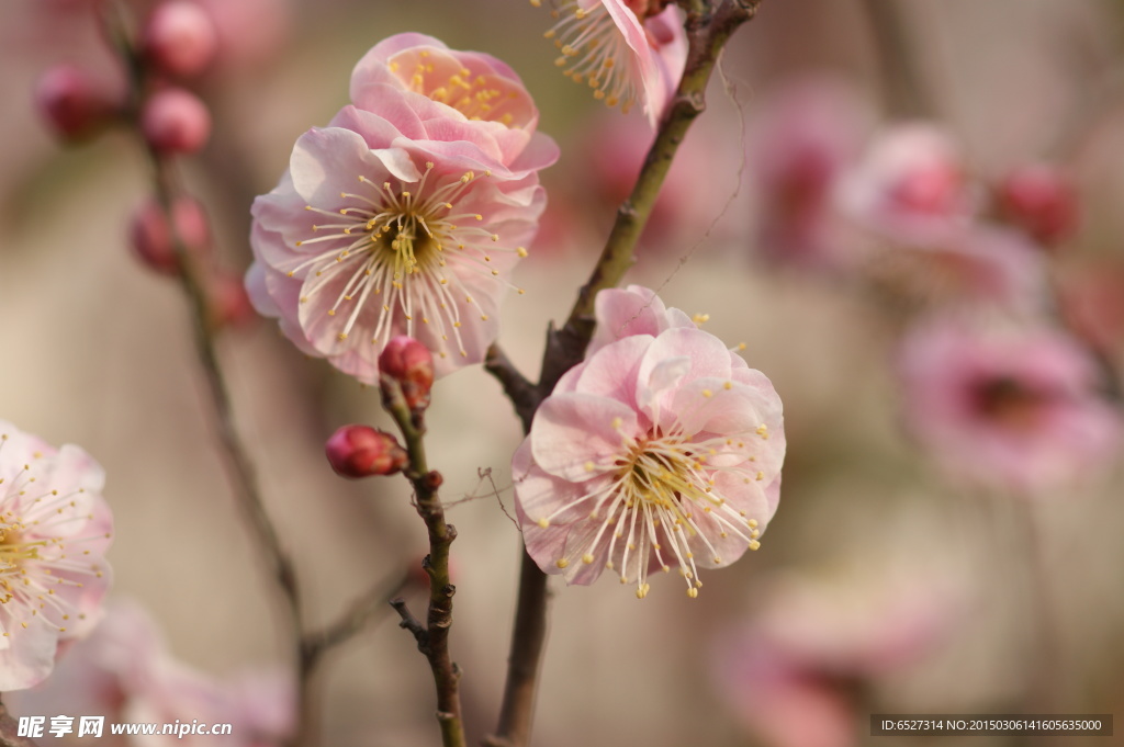 粉红梅花