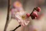 粉红梅花