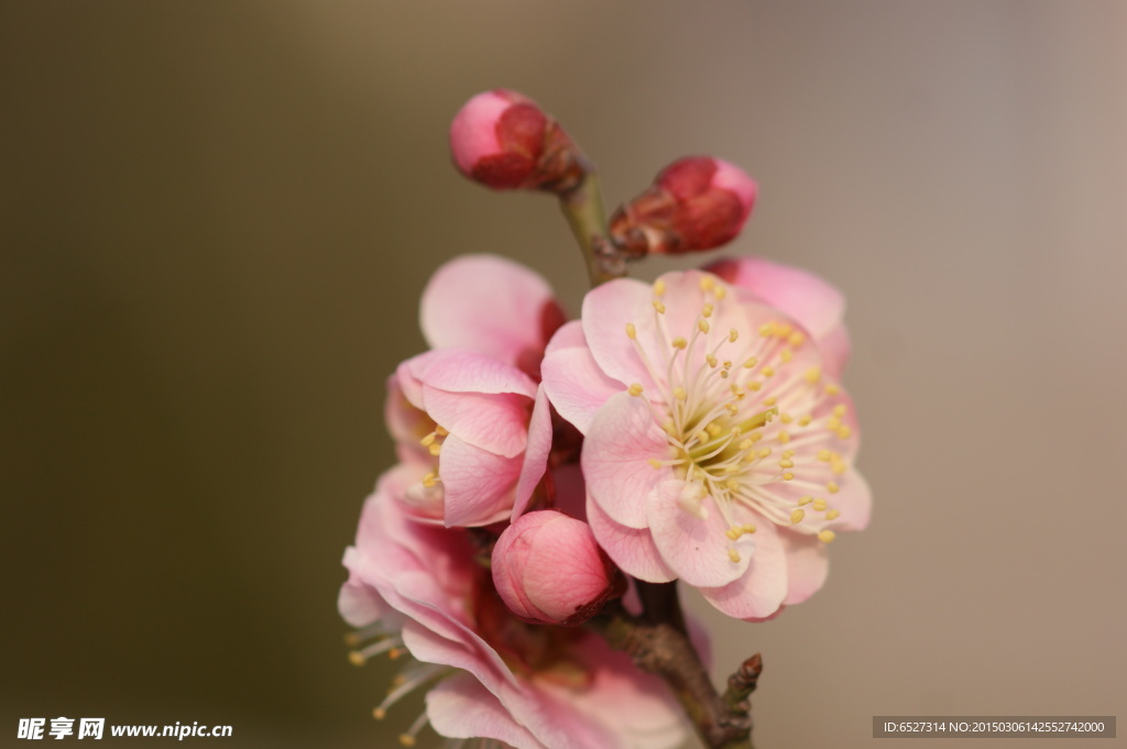 粉红梅花