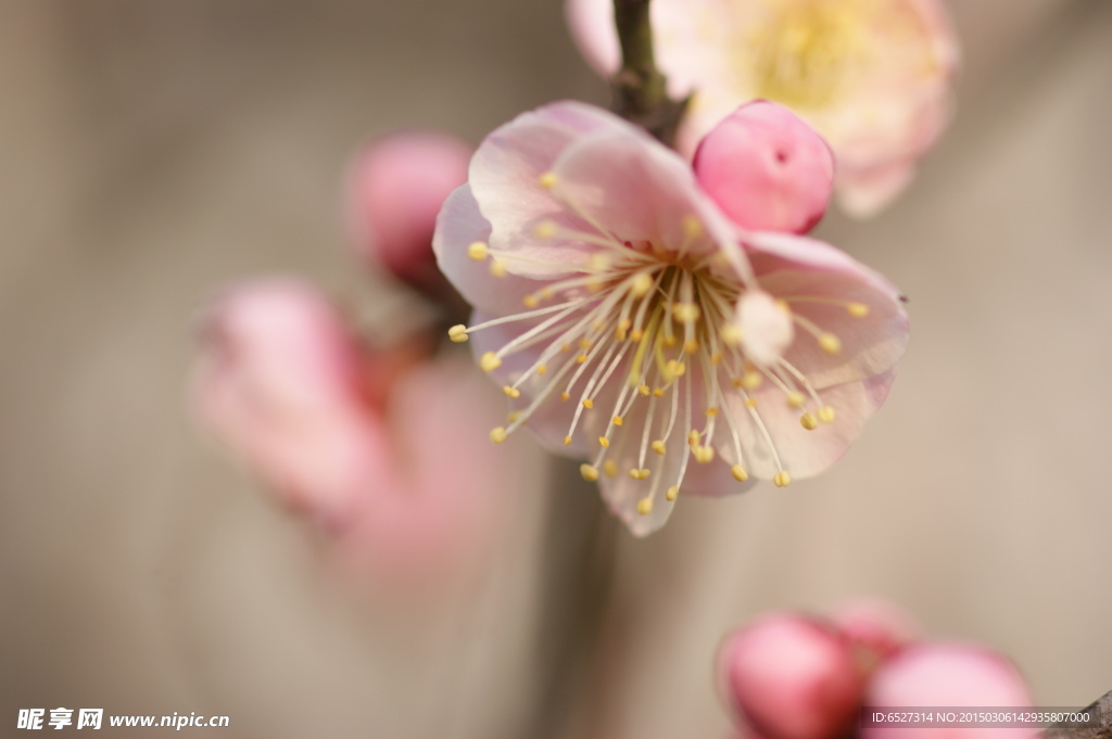 粉红梅花