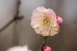 粉红梅花