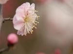 粉红梅花