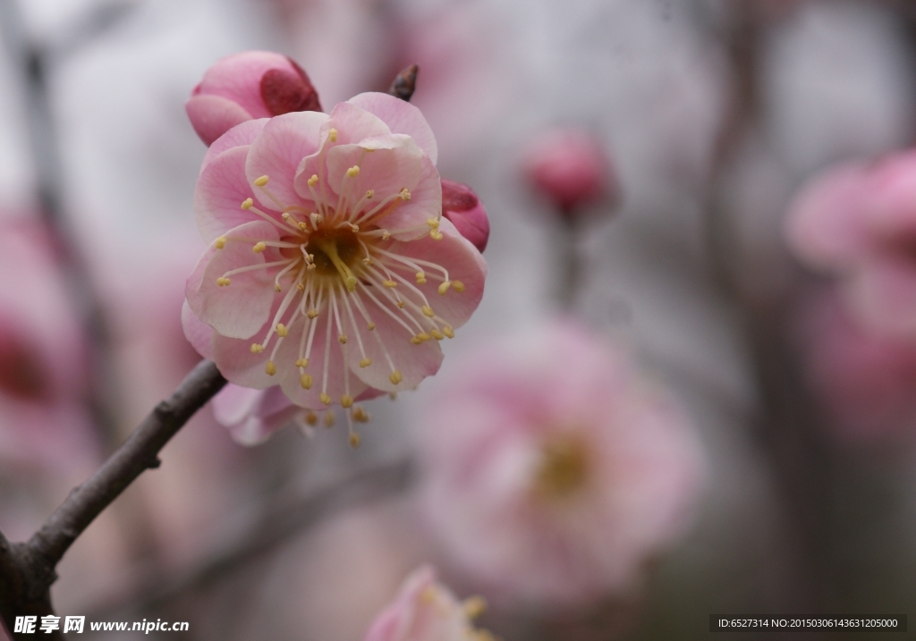 粉红梅花