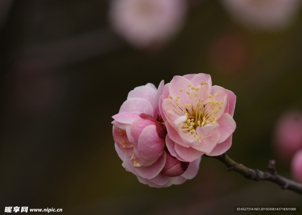 粉红梅花