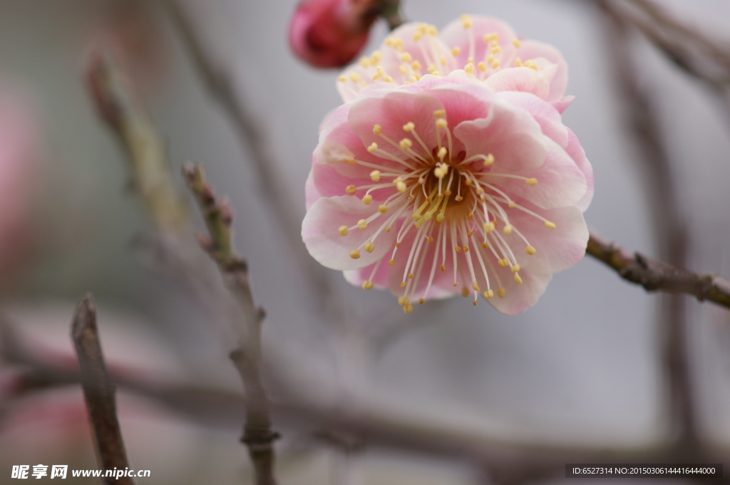 粉红梅花