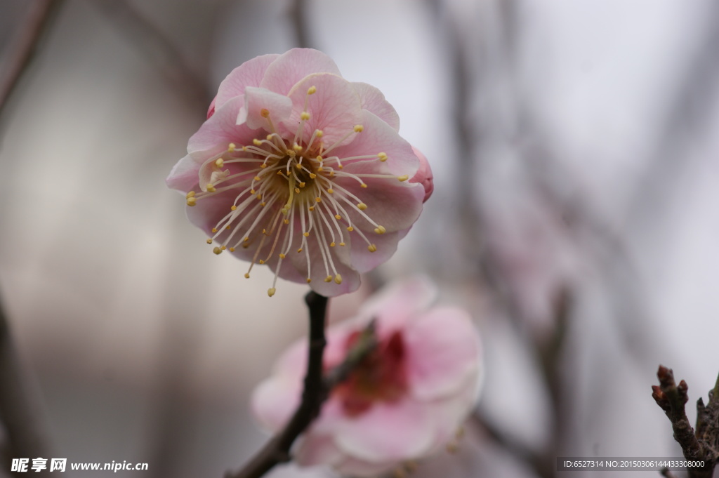 粉红梅花