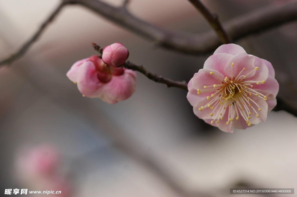 粉红梅花