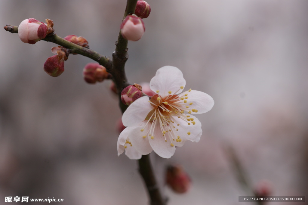 垂梅花