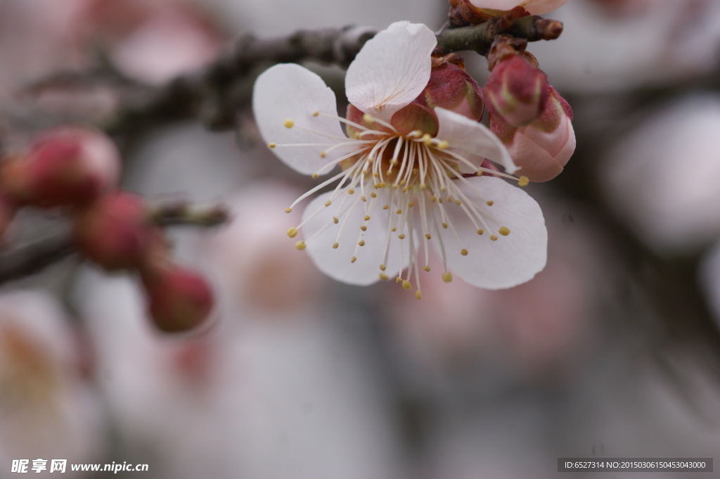 垂梅花