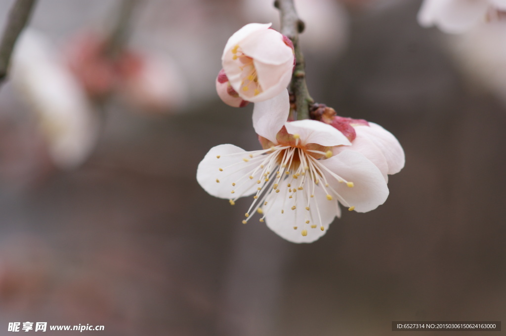 垂梅花