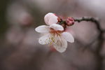 垂梅花