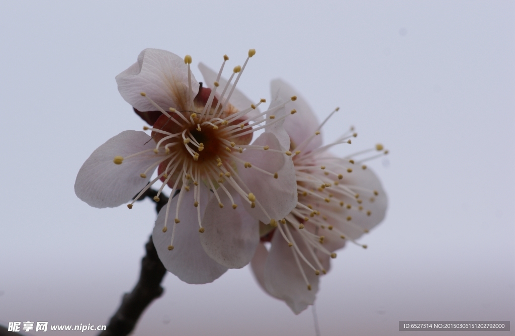 垂梅花