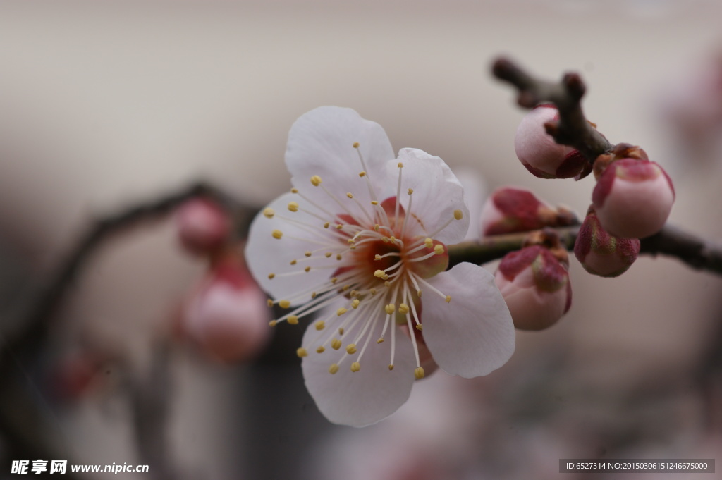 垂梅花