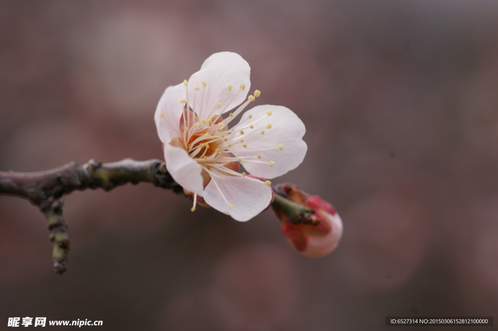 垂梅花