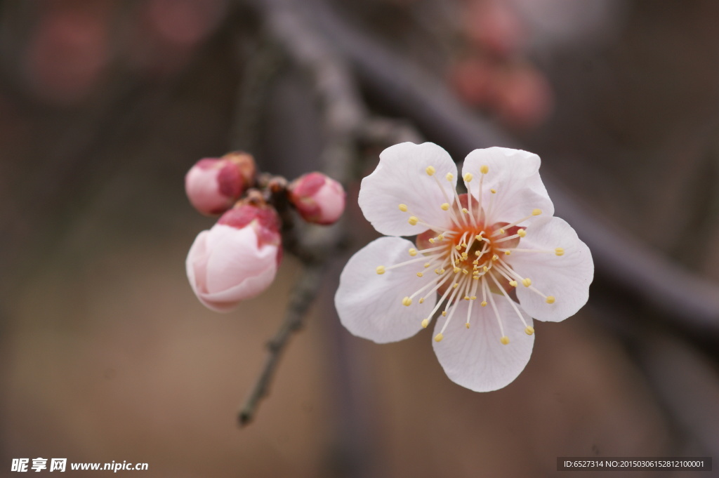 垂梅花