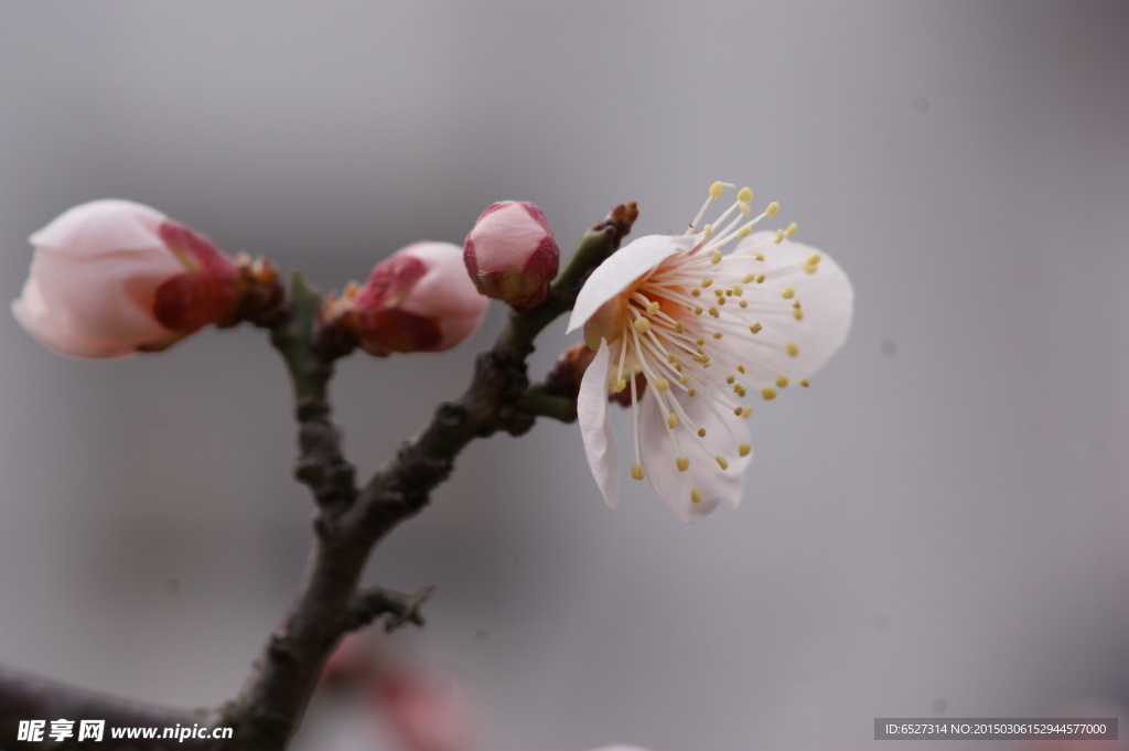 垂梅花