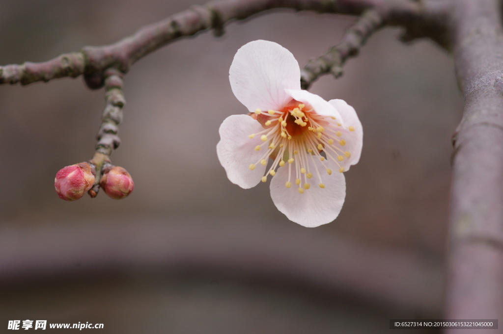 垂梅花