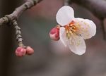 垂梅花