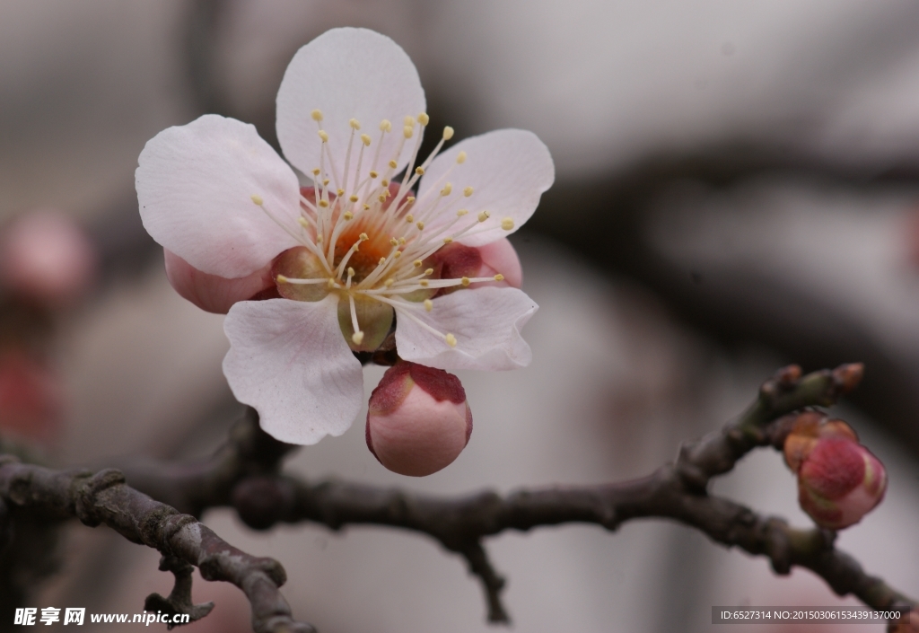 垂梅花