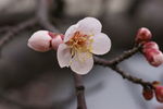 垂梅花