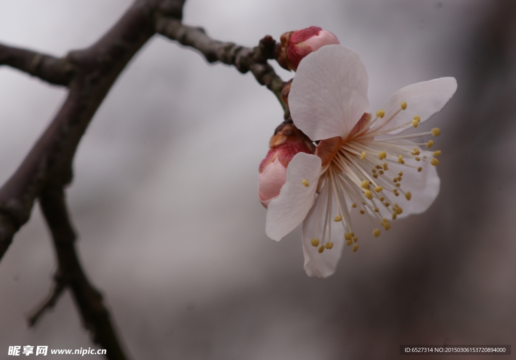 垂梅花