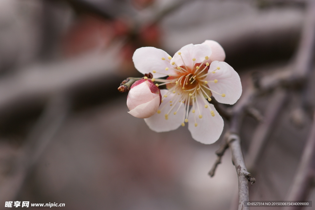 垂梅花