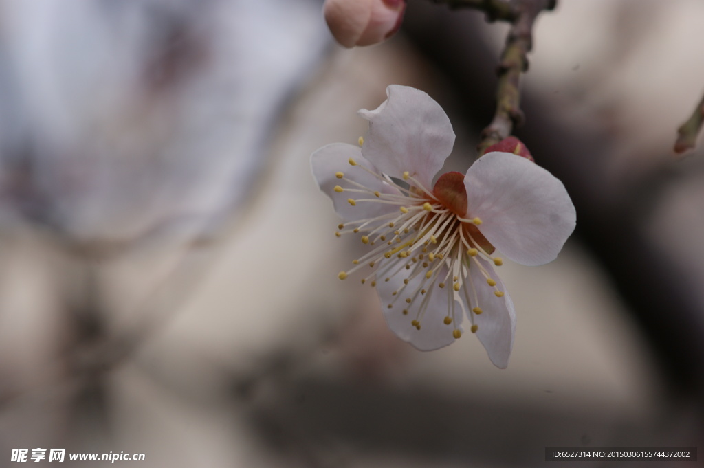 垂梅花