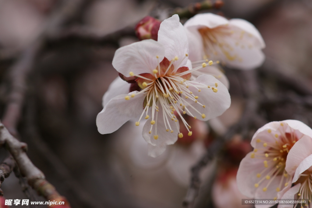 垂梅花
